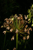 Agapanthus africanus RCP10-2012 16 seed head.JPG